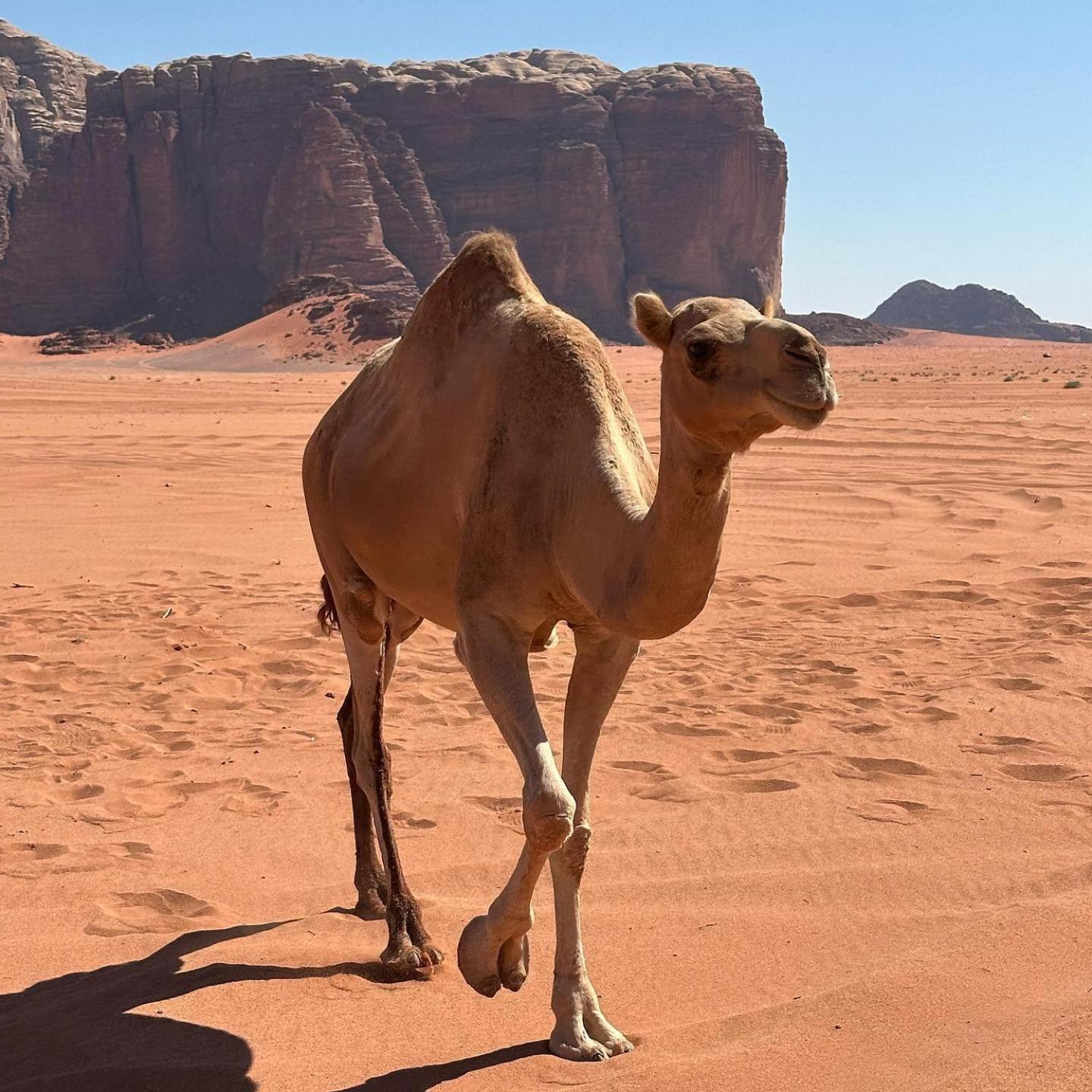 Wadi Rum Classic Camp Esterno foto