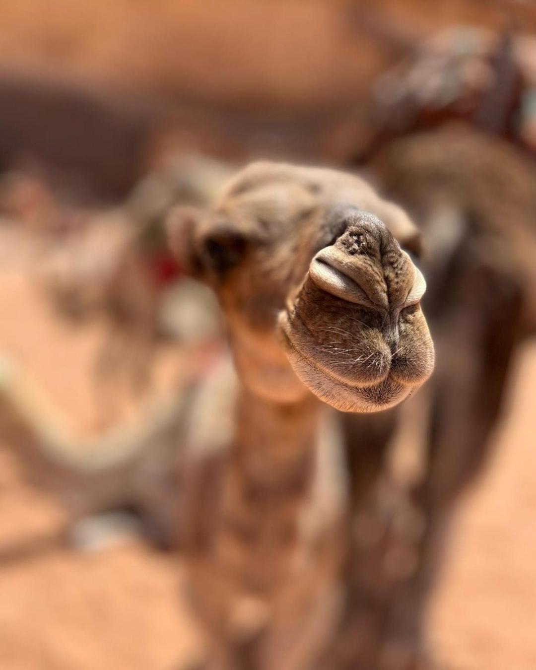 Wadi Rum Classic Camp Esterno foto